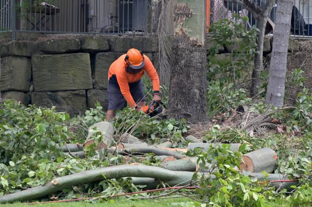 Large Tree Removal in Running Springs, CA